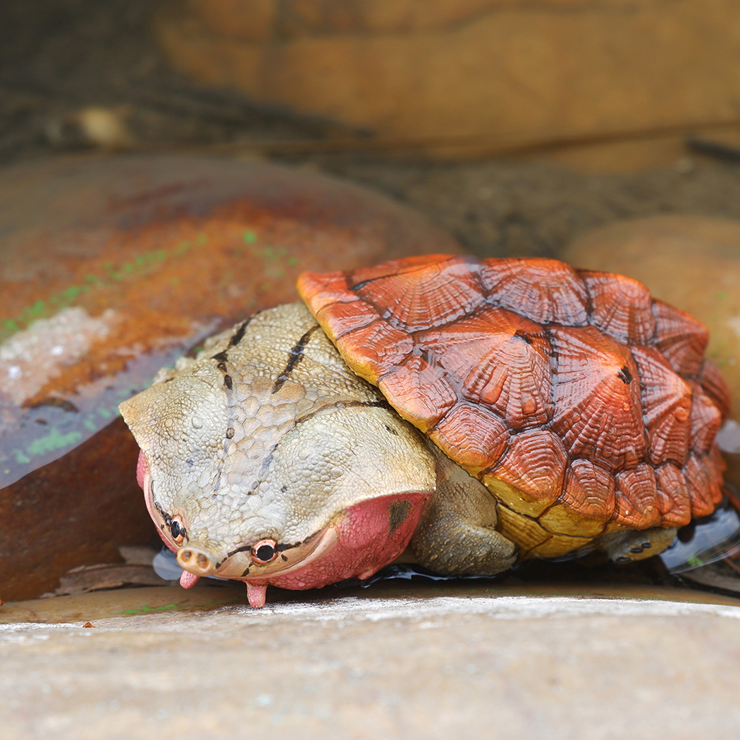 AHB Series 8 / Chelus fimbriata - Matamata Turtle / Turtle
