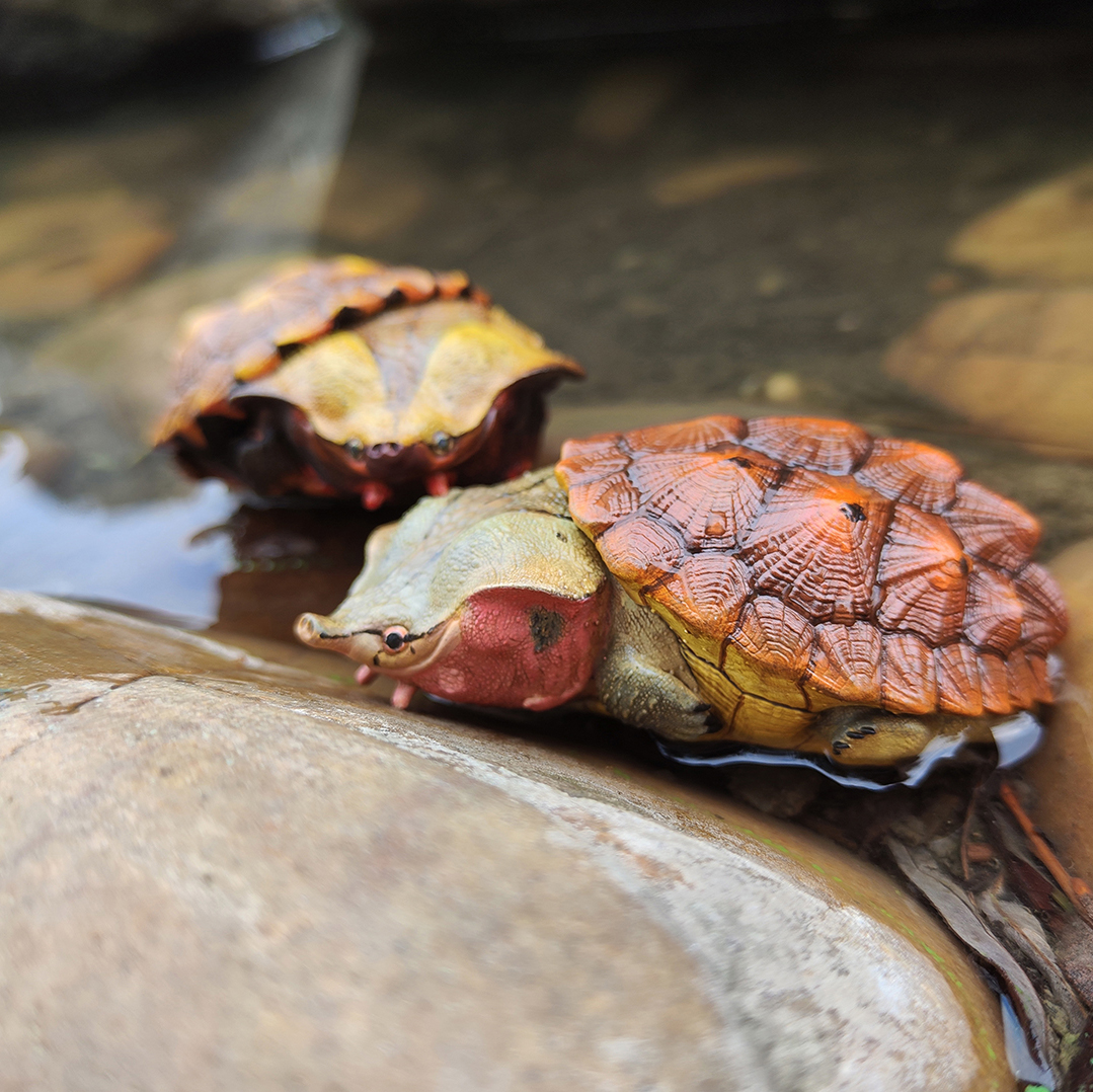 AHB Series 8 / Chelus fimbriata - Matamata Turtle / Turtle