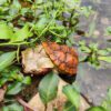 AHB Series 8 / Chelus fimbriata - Matamata Turtle / Turtle