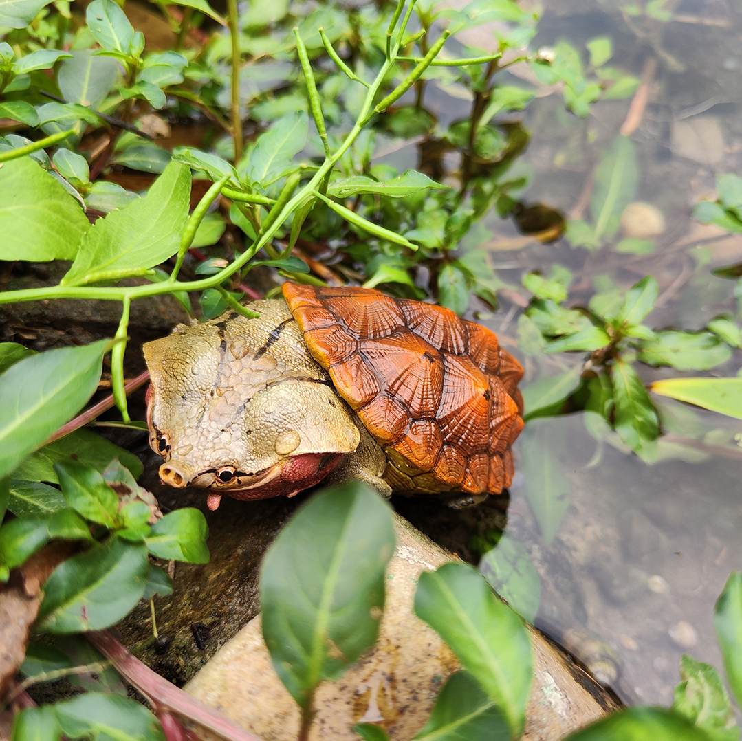 AHB Series 8 / Chelus fimbriata - Matamata Turtle / Turtle