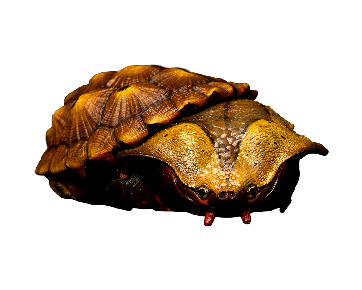 AHB Series 8 / Chelus orinocensis - Orinoco Mata Mata / Turtle