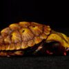 AHB Series 8 / Chelus orinocensis - Orinoco Mata Mata / Turtle