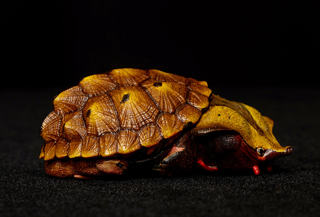 AHB Series 8 / Chelus orinocensis - Orinoco Mata Mata / Turtle