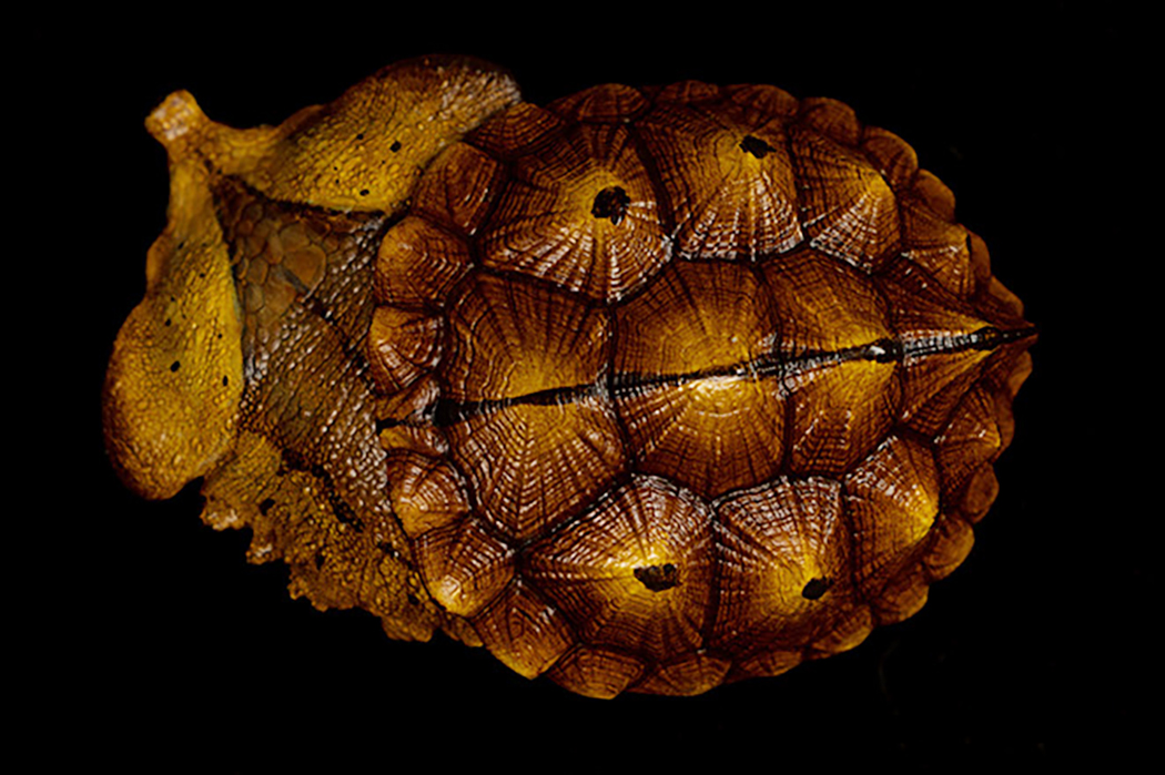 AHB Series 8 / Chelus orinocensis - Orinoco Mata Mata / Turtle