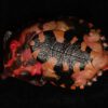 AHB Series 8 / Chelus orinocensis - Orinoco Mata Mata / Turtle