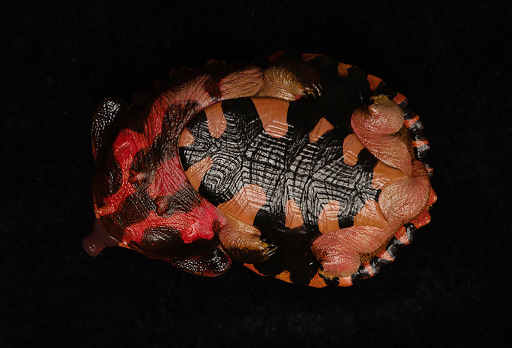 AHB Series 8 / Chelus orinocensis - Orinoco Mata Mata / Turtle