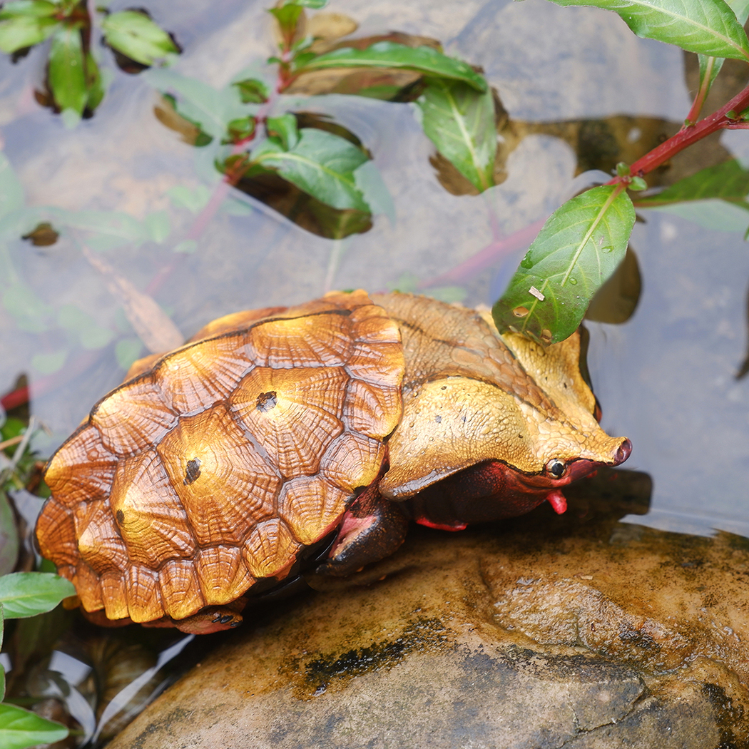 AHB Series 8 / Chelus orinocensis - Orinoco Mata Mata / Turtle - IFiDEA