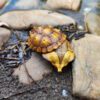 AHB Series 8 / Chelus orinocensis - Orinoco Mata Mata / Turtle