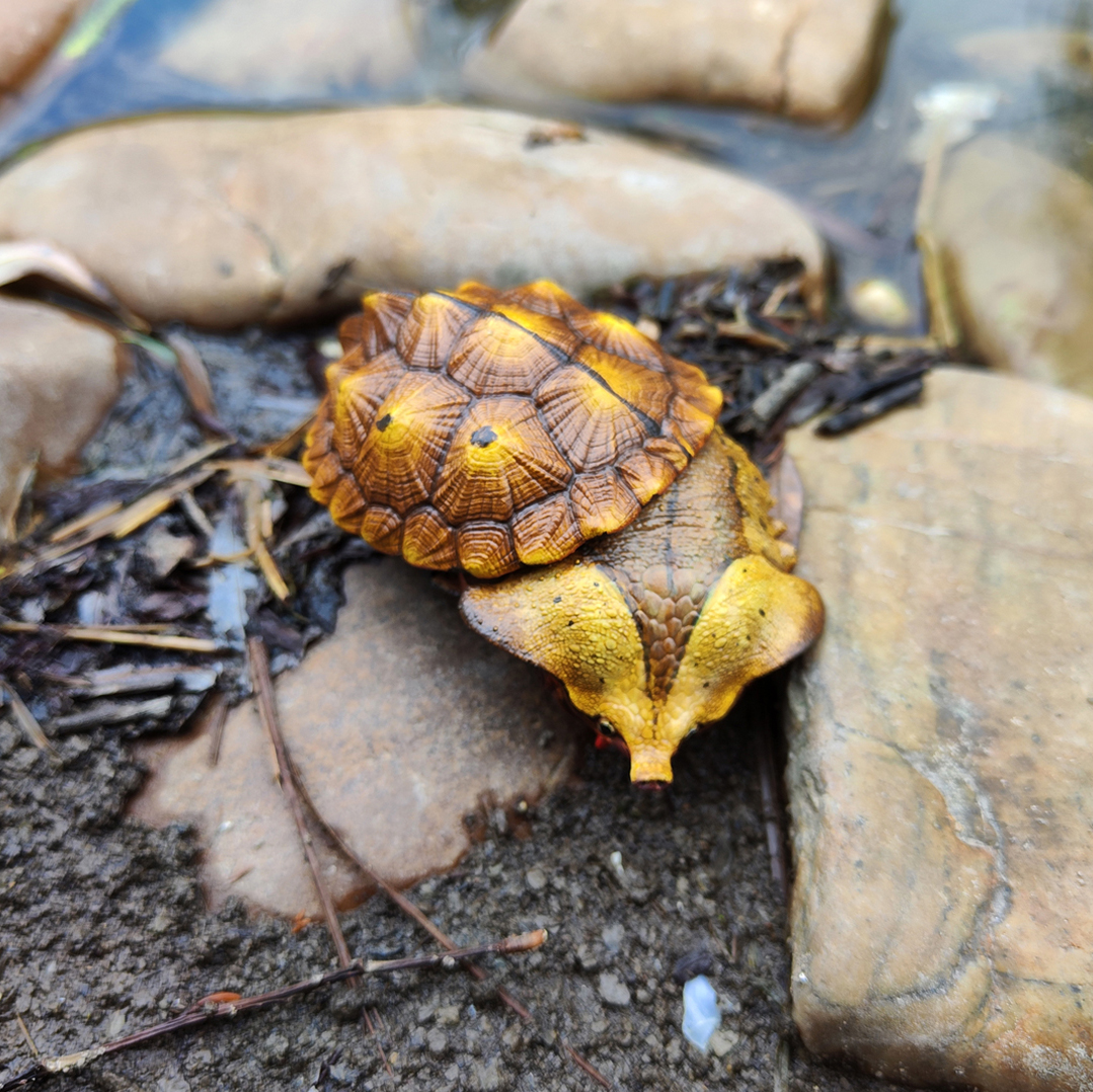 AHB Series 8 / Chelus orinocensis - Orinoco Mata Mata / Turtle