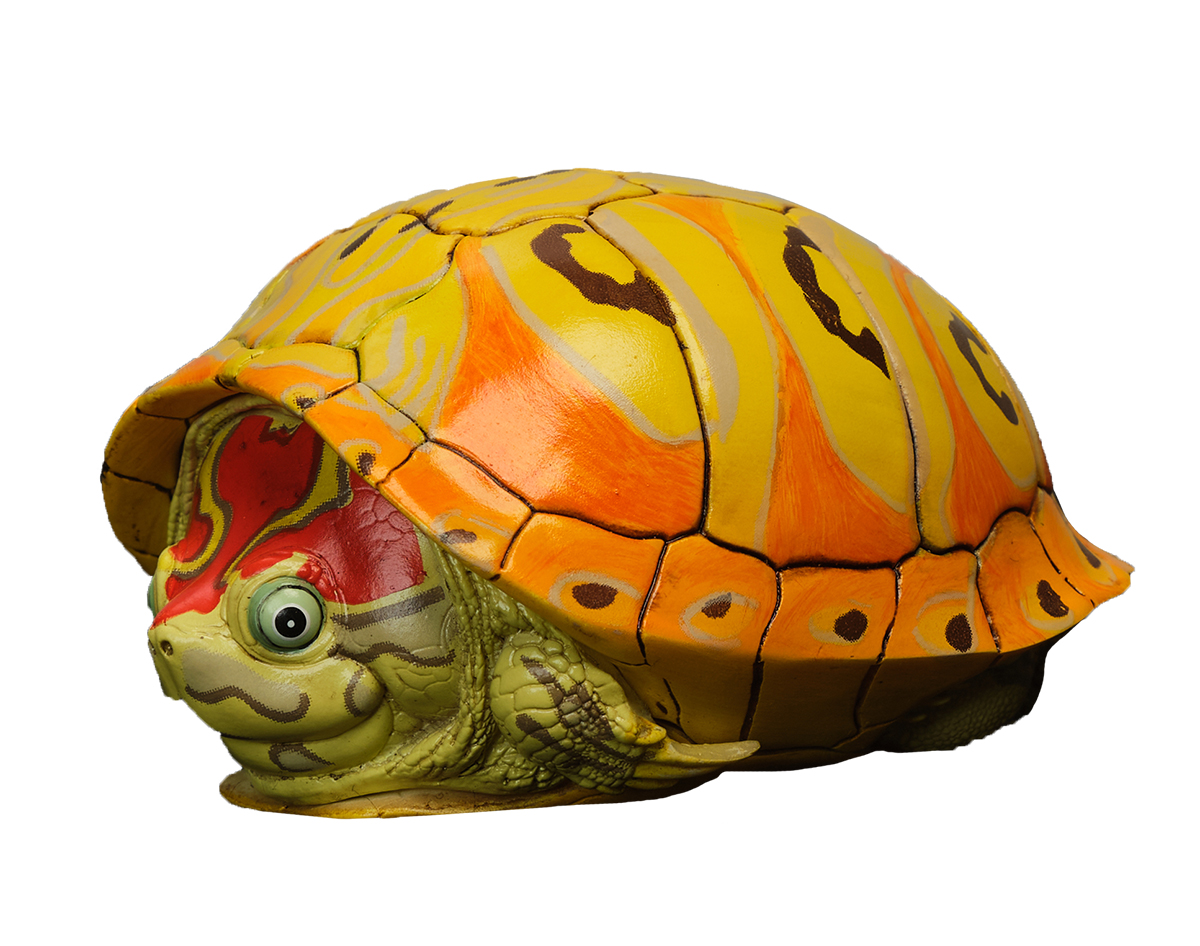 AHB Series 8 / Trachemys - Slider / Turtle