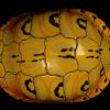 AHB Series 8 / Trachemys - Slider / Turtle