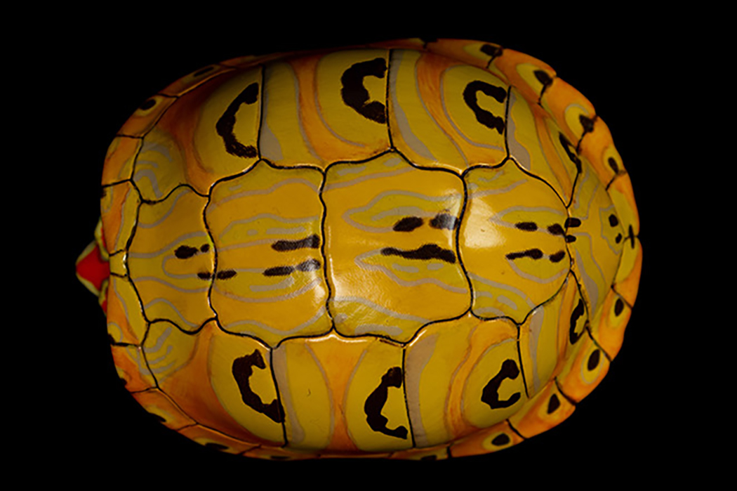 AHB Series 8 / Trachemys - Slider / Turtle