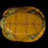AHB Series 8 / Trachemys - Slider / Turtle