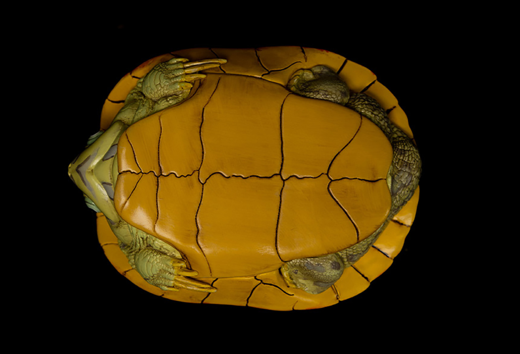 AHB Series 8 / Trachemys - Slider / Turtle