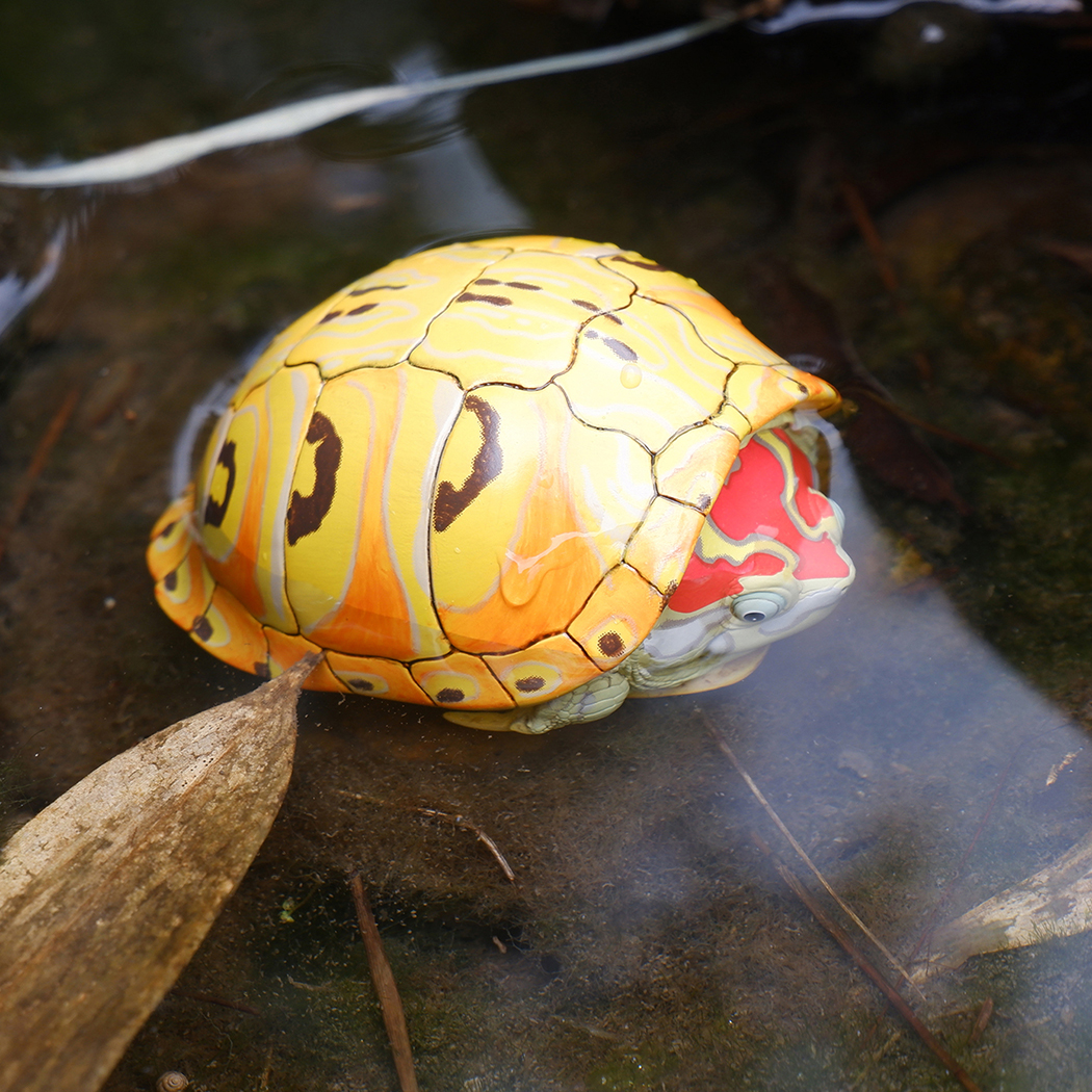 AHB Series 8 / Trachemys - Slider / Turtle