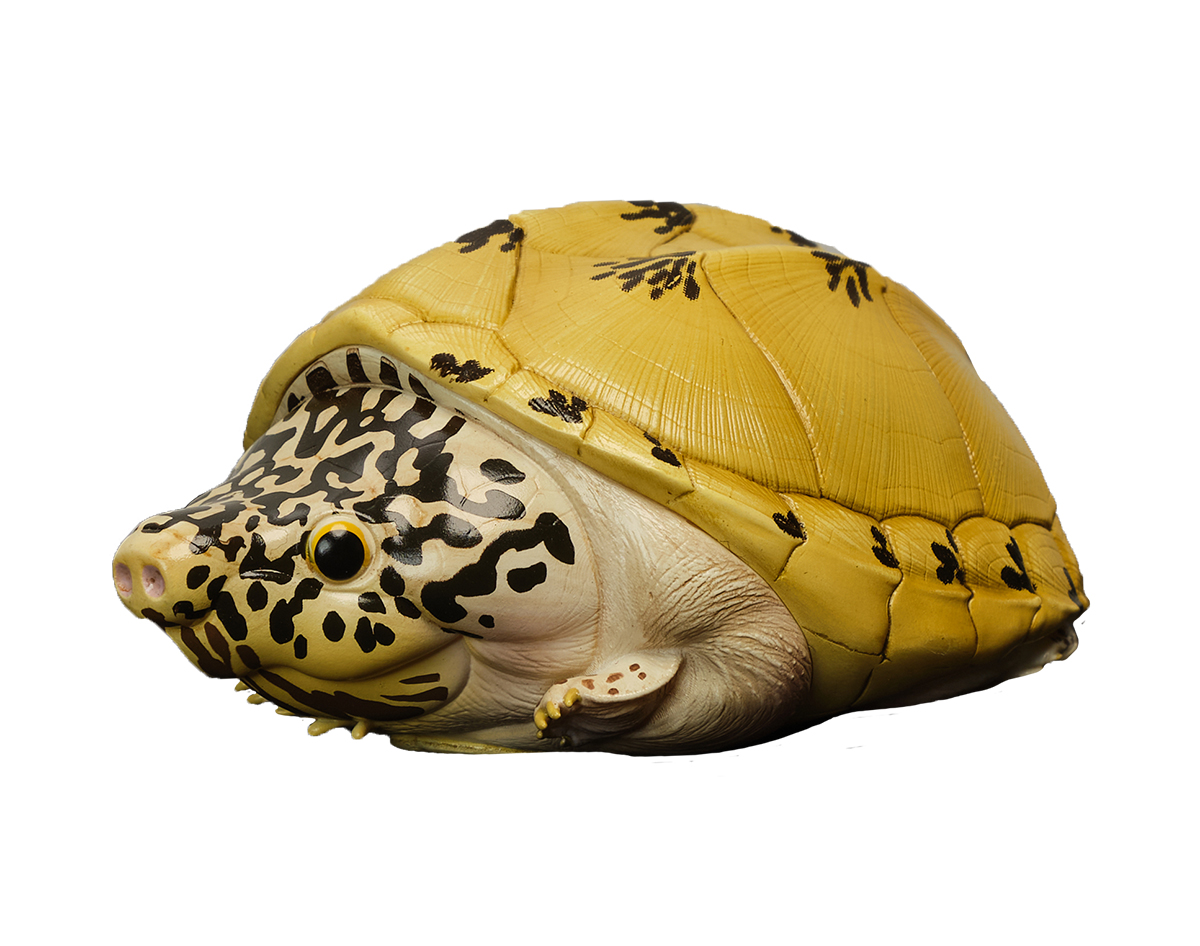 AHB Series 8 / Staurotypus triporcatus - Mexican Giant Musk Turtle / Turtle