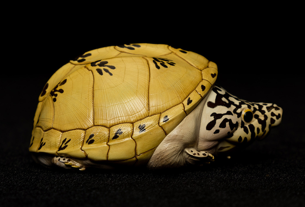 AHB Series 8 / Staurotypus triporcatus - Mexican Giant Musk Turtle / Turtle