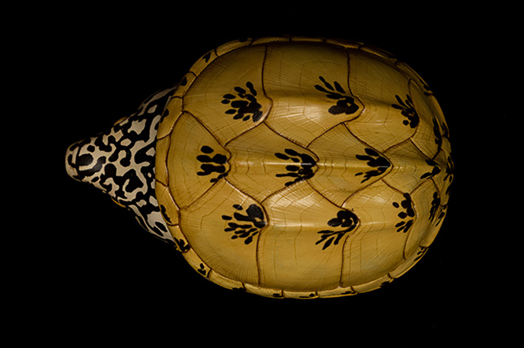 AHB Series 8 / Staurotypus triporcatus - Mexican Giant Musk Turtle / Turtle
