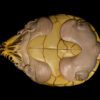 AHB Series 8 / Staurotypus triporcatus - Mexican Giant Musk Turtle / Turtle
