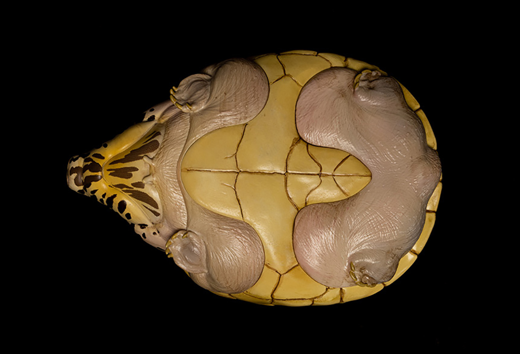AHB Series 8 / Staurotypus triporcatus - Mexican Giant Musk Turtle / Turtle