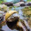 AHB Series 8 / Staurotypus triporcatus - Mexican Giant Musk Turtle / Turtle