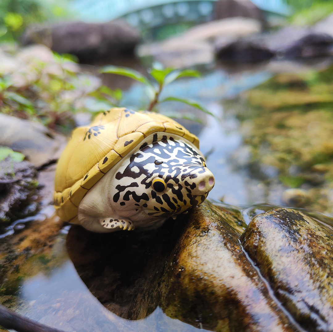 AHB Series 8 / Staurotypus triporcatus - Mexican Giant Musk Turtle / Turtle