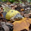 AHB Series 8 / Staurotypus triporcatus - Mexican Giant Musk Turtle / Turtle