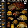 AHB Series 8 / Claudius angustatus (Mouth Open) - Narrow-Bridged Musk Turtle / Turtle
