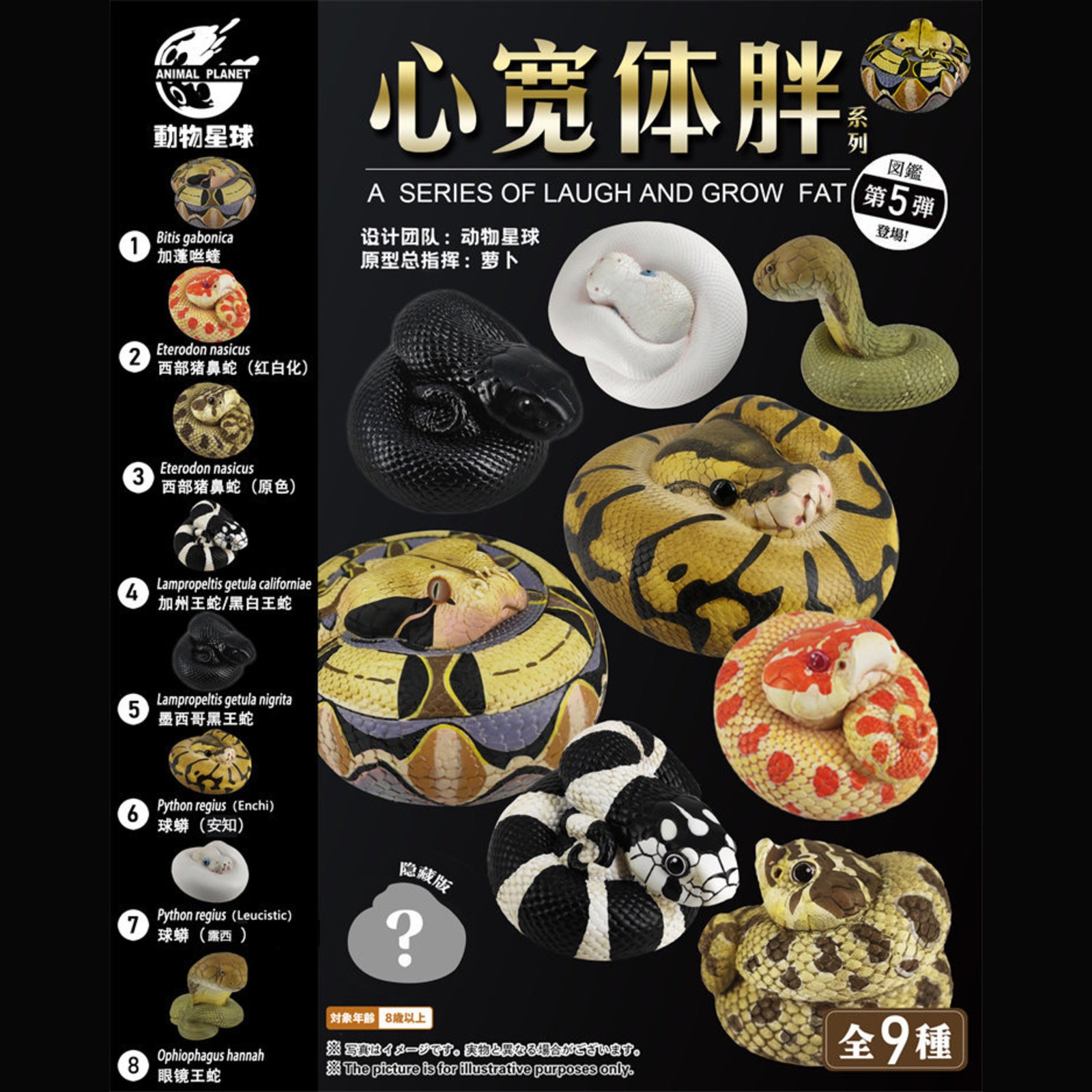 AHB Series 5 - Enchi Ball Python – Python regius | Snake