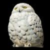 AHB Series 10 / Bubo scandiaca - Snowy Owl / Bird