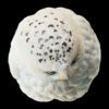 AHB Series 10 / Bubo scandiaca - Snowy Owl / Bird