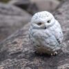 AHB Series 10 / Bubo scandiaca - Snowy Owl / Bird