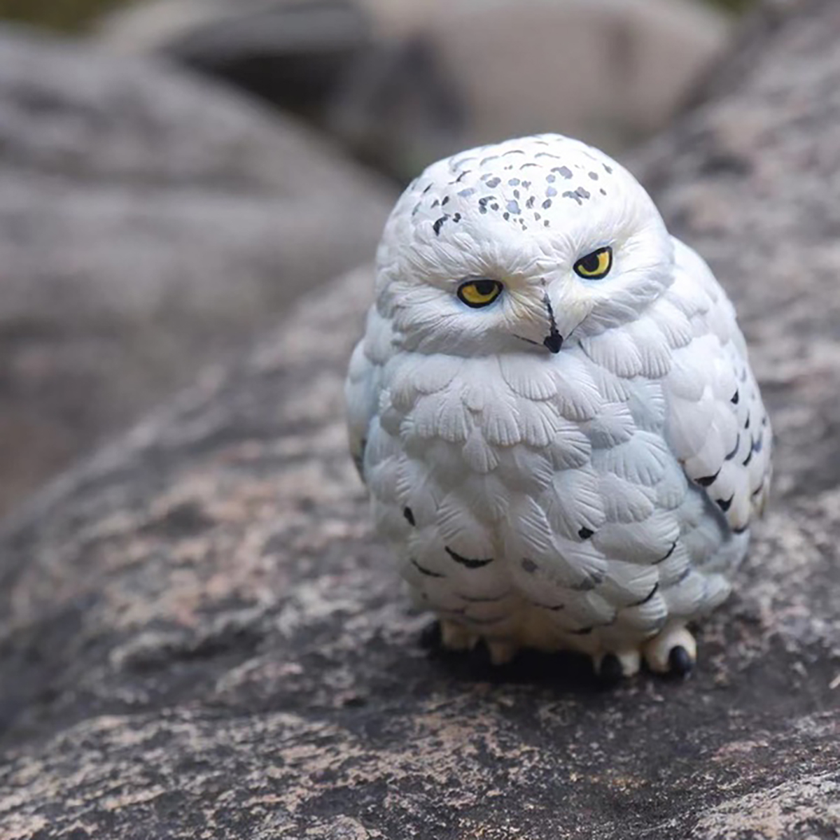 AHB Series 10 / Bubo scandiaca - Snowy Owl / Bird