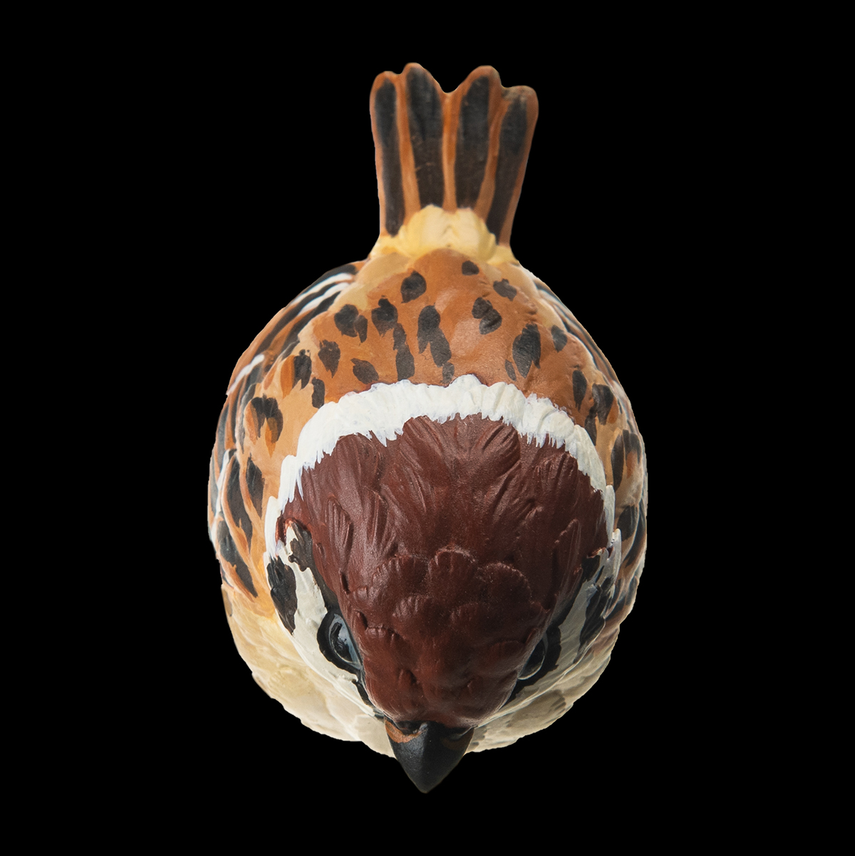 AHB Series 10 / Passer montanus - Eurasian Tree Sparrow / Bird