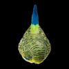 AHB Series 10 / Melopsittacus undulatus (Green) - Green Budgerigar / Bird