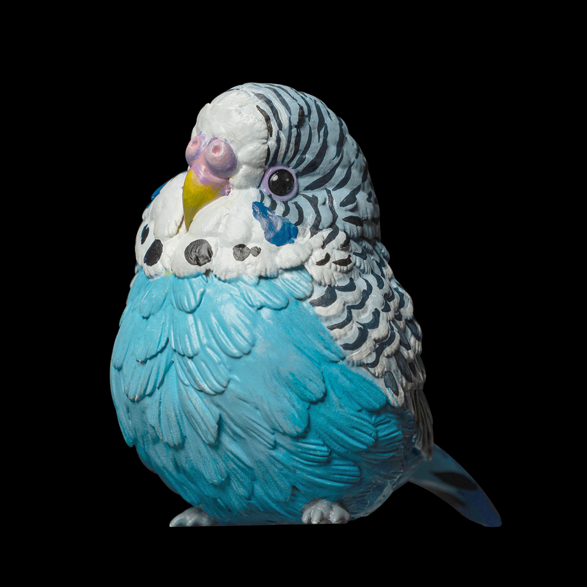 AHB Series 10 / Melopsittacus undulatus (Blue) - Blue Budgerigar / Bird