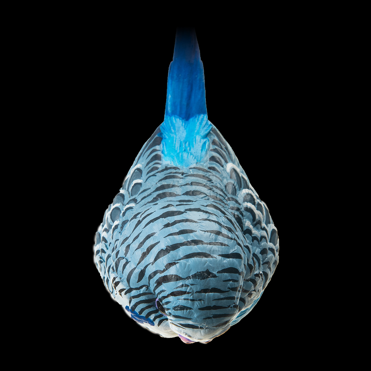 AHB Series 10 / Melopsittacus undulatus (Blue) - Blue Budgerigar / Bird