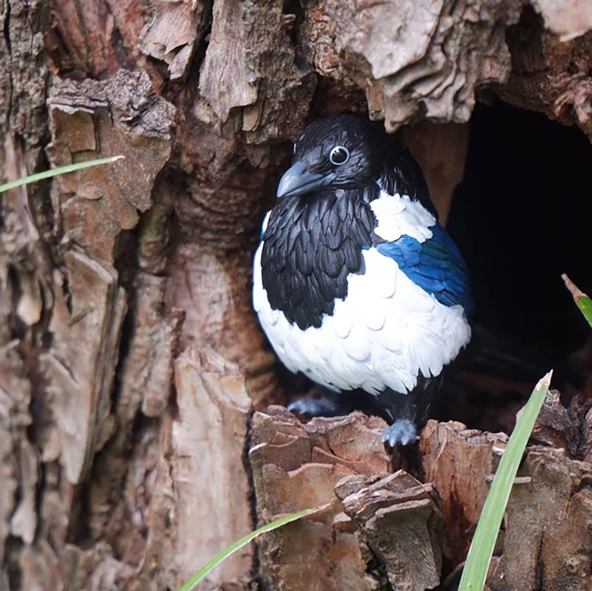 AHB Series 10 / Pica pica - Eurasian Magpie / Bird