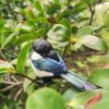 AHB Series 10 / Pica pica - Eurasian Magpie / Bird