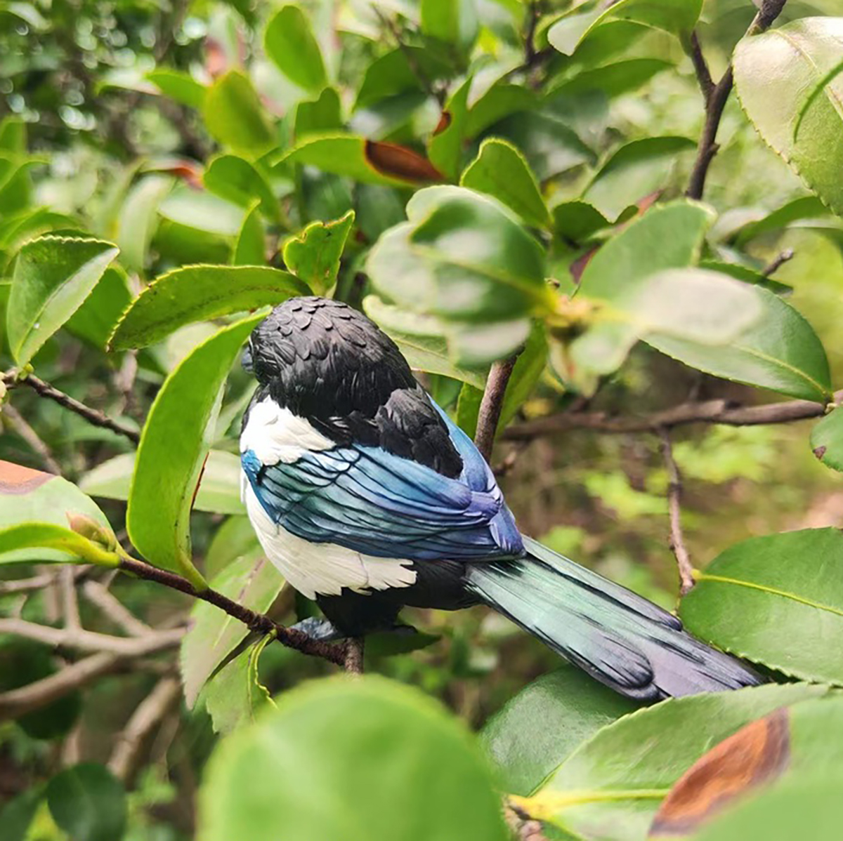 AHB Series 10 / Pica pica - Eurasian Magpie / Bird