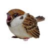 AHB Series 10 / Passer montanus (Mouth Open) - Eurasian Tree Sparrow / Bird