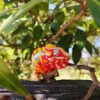 AHB Series 15 / Furcifer pardalis - Andapa - Panther Chameleon / Chameleon