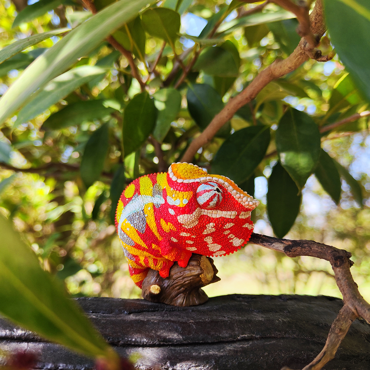 AHB Series 15 / Furcifer pardalis - Andapa - Panther Chameleon / Chameleon