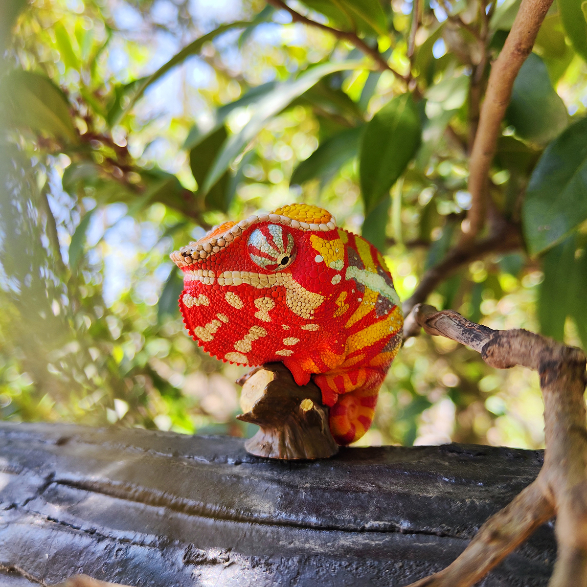 AHB Series 15 / Furcifer pardalis - Andapa - Panther Chameleon / Chameleon