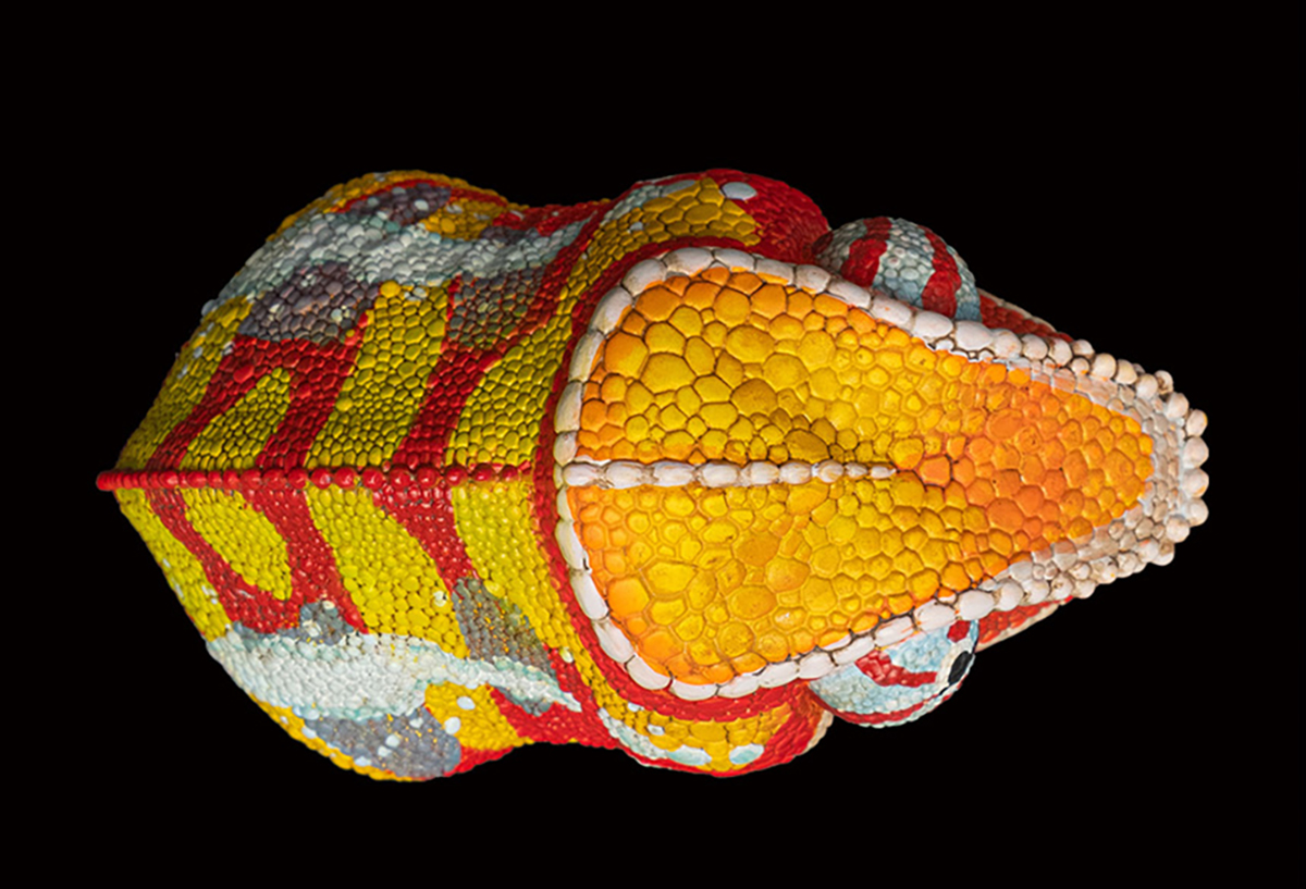 AHB Series 15 / Furcifer pardalis - Andapa - Panther Chameleon / Chameleon