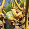 AHB Series 15 / Furcifer pardalis - Ankify - Panther Chameleon / Chameleon