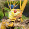 AHB Series 15 / Furcifer pardalis - Ankify - Panther Chameleon / Chameleon
