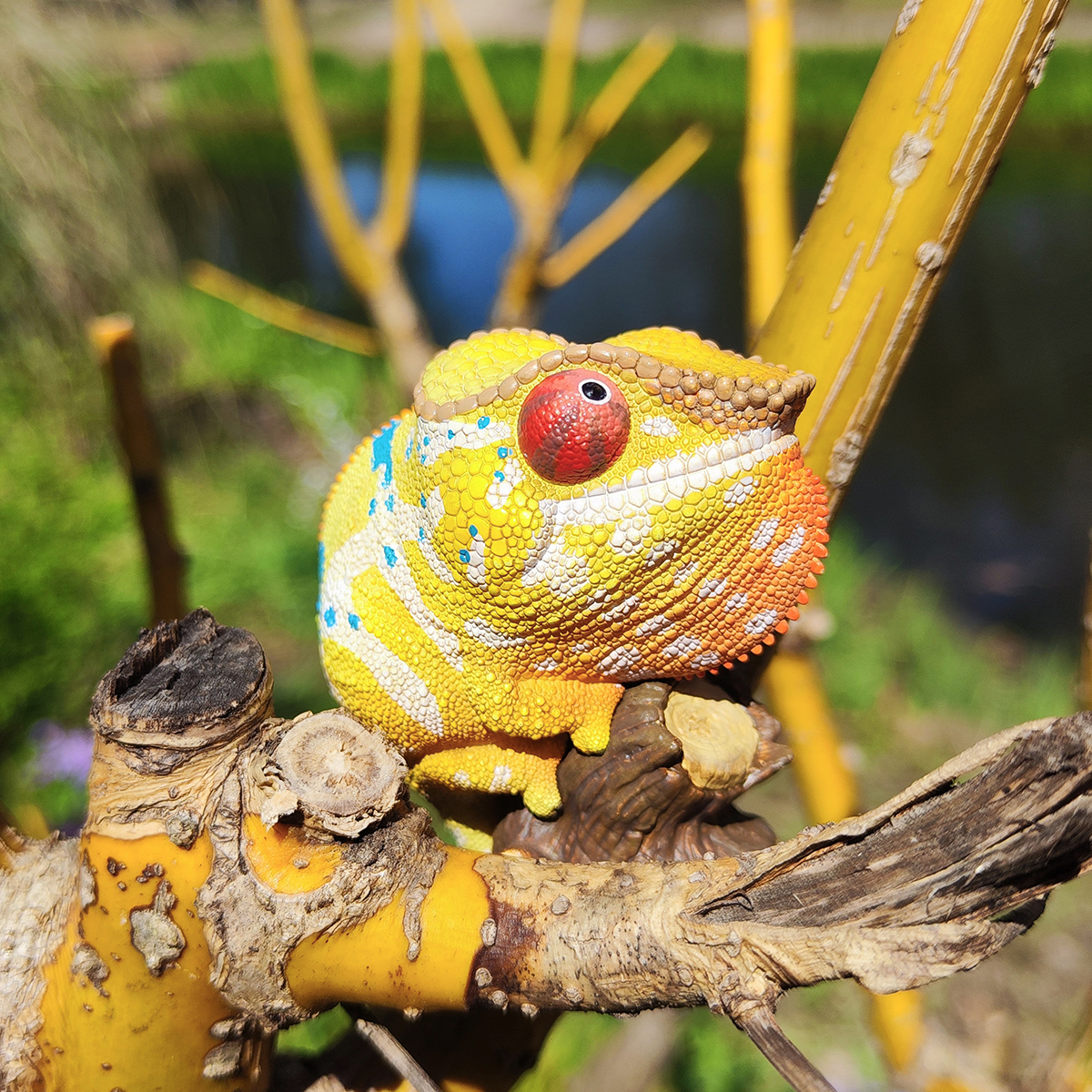 AHB Series 15 / Furcifer pardalis - Ankify - Panther Chameleon / Chameleon