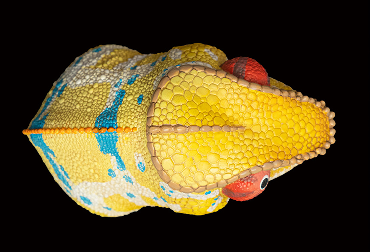 AHB Series 15 / Furcifer pardalis - Ankify - Panther Chameleon / Chameleon