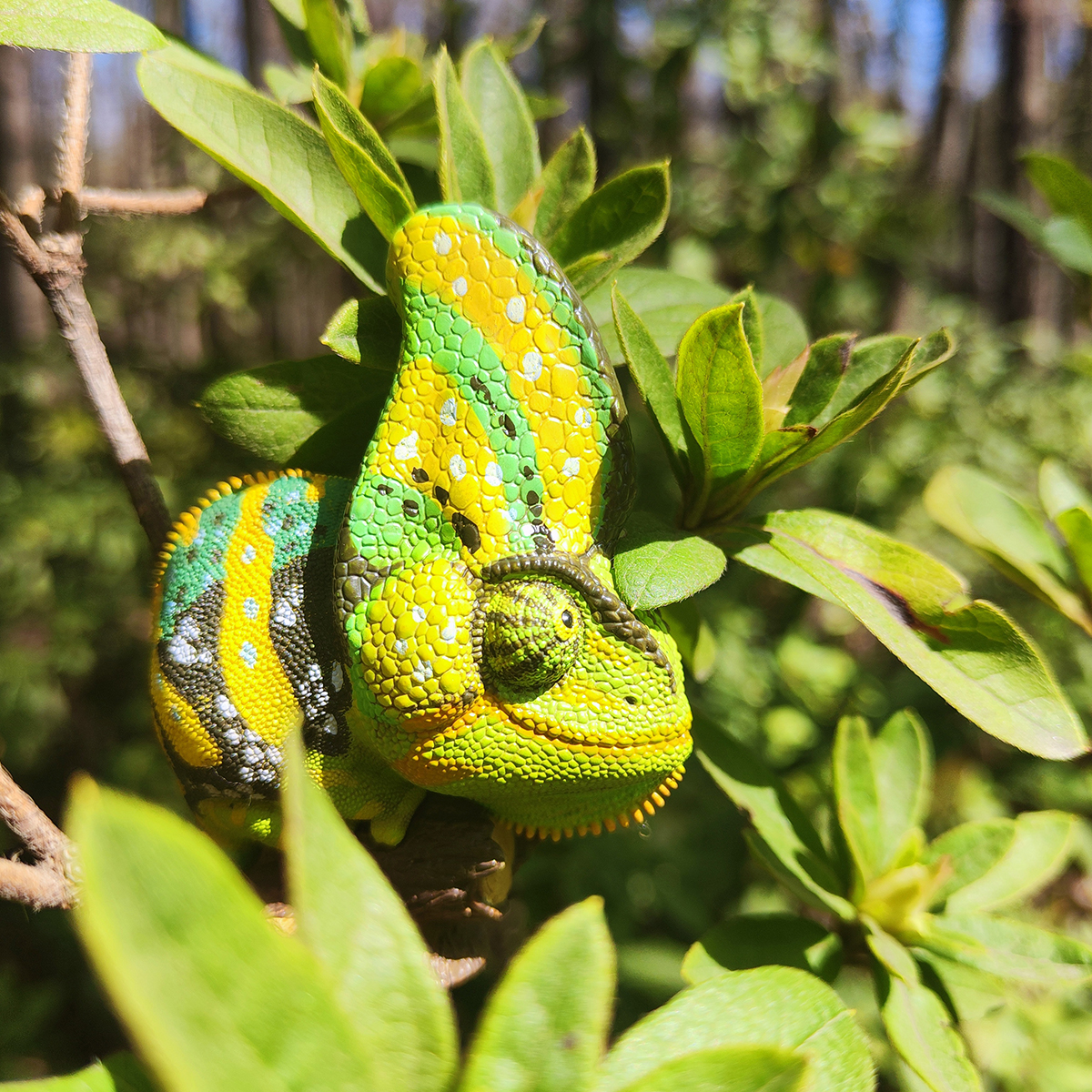 AHB Series 15 / Chamaeleo calyptoratus (Green) - Veiled Chameleon / Chameleon